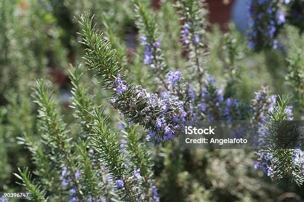 Rosemary Plant Z Kwiatów - zdjęcia stockowe i więcej obrazów Bez ludzi - Bez ludzi, Fotografika, Gotować