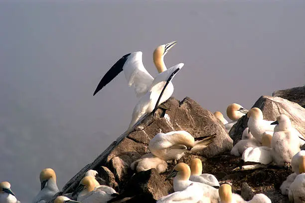 Photo of Northern Gannets, Nesting 2