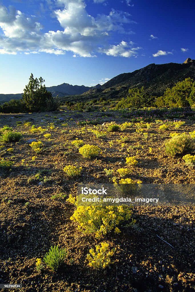 Fiore di campo al tramonto - Foto stock royalty-free di Mattina