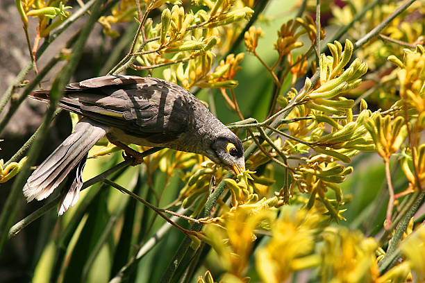 Amarillo Eyed pájaro - foto de stock