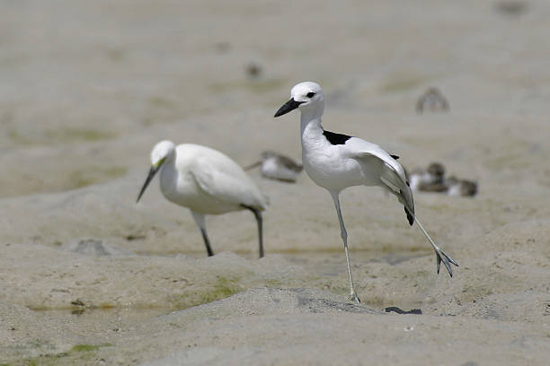 crab plover stock photo