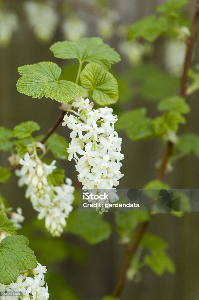 Ribes sanguineum Tydemans'인명별 - 로열티 프리 흰색 스톡 사진