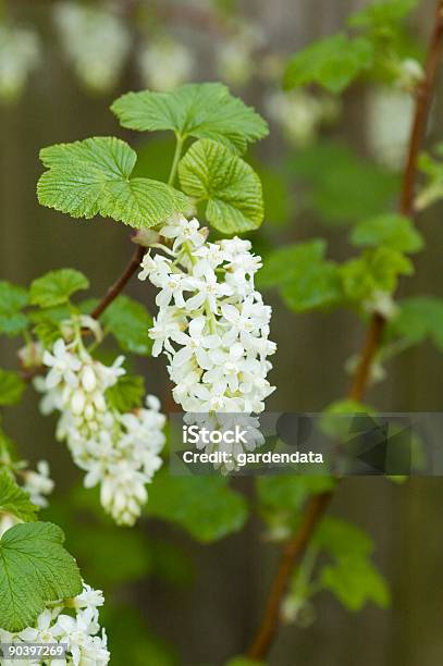 Ribes Sanguineum Tydemans인명별 흰색에 대한 스톡 사진 및 기타 이미지 - 흰색, 0명, 까치밥나무 열매류