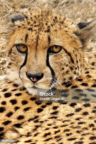 Bellissimo Gatto - Fotografie stock e altre immagini di Africa - Africa, Animale, Animale da safari