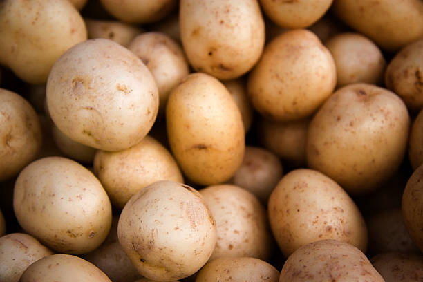 Yukon Gold Potatoes stock photo