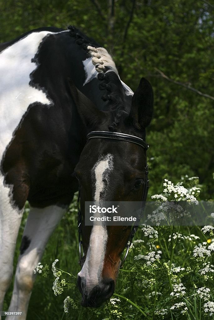Ritratto di cavallo con fiori - Foto stock royalty-free di Ambientazione esterna