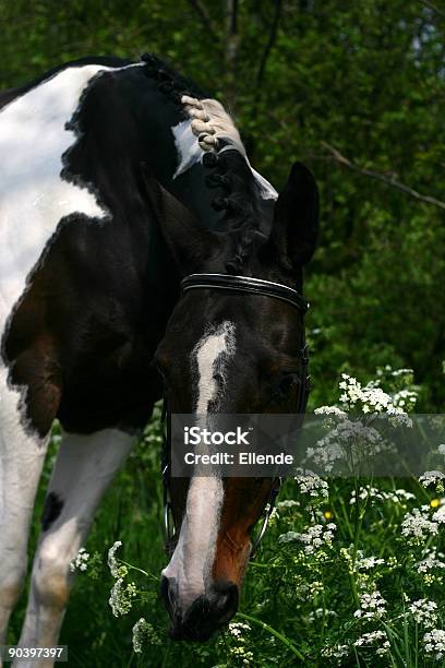 Ritratto Di Cavallo Con Fiori - Fotografie stock e altre immagini di Ambientazione esterna - Ambientazione esterna, Amicizia, Andare a cavallo