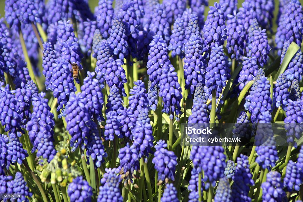 Purple Hyazinthen - Lizenzfrei Baumblüte Stock-Foto