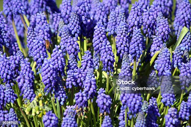 Purple Hyazinthen Stockfoto und mehr Bilder von Baumblüte - Baumblüte, Biene, Blume