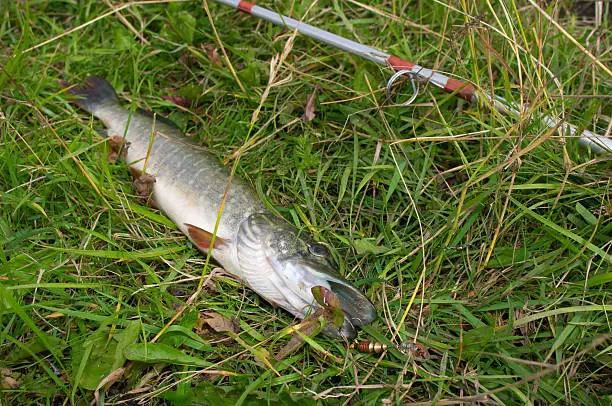 Closeup of pike on the grass (with minnow) and fishing-rod