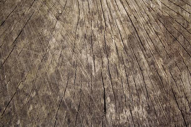 Cross Cut Aged Stump Texture stock photo