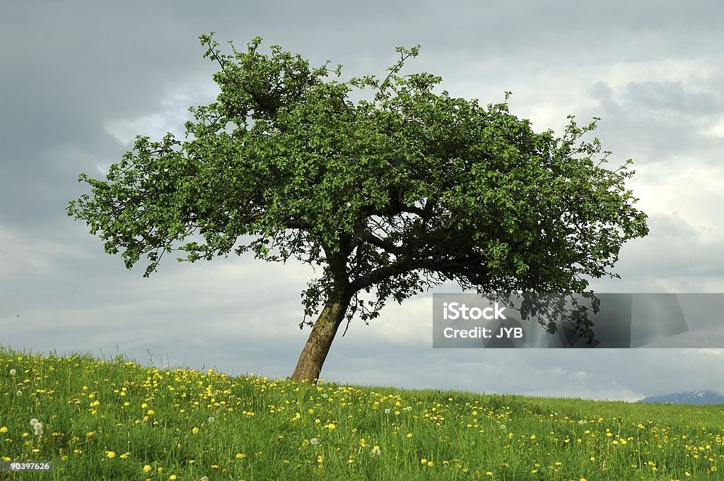Lone tree plana - Foto de stock de França royalty-free