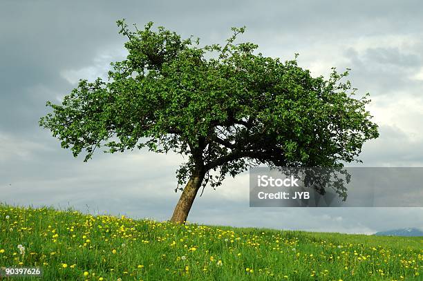 Foto de Lone Tree Plana e mais fotos de stock de França - França, Macieira, Maçã