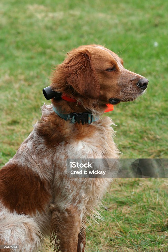 Cão de trabalho - Royalty-free Amizade Foto de stock