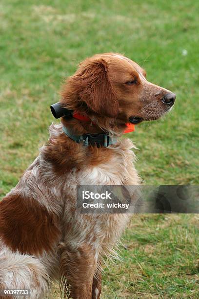 Cão De Trabalho - Fotografias de stock e mais imagens de Amizade - Amizade, Animais caçando, Animal de Estimação