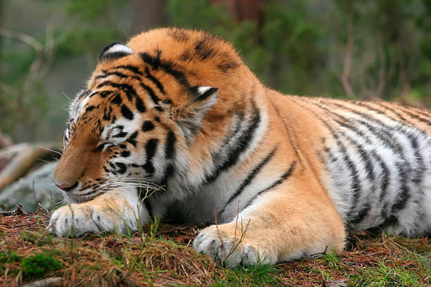 Naptime stock photo