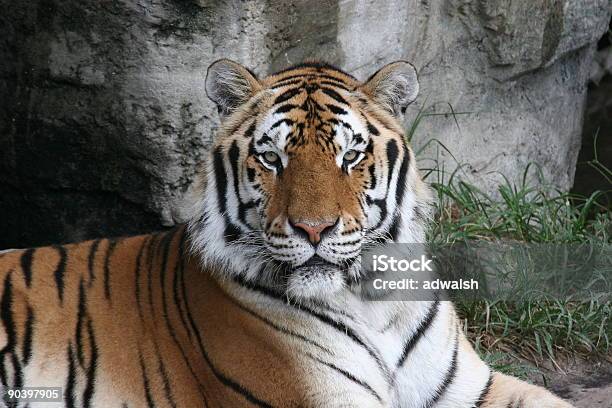 Tigre Del Bengala Rilassante - Fotografie stock e altre immagini di Animale selvatico - Animale selvatico, Arancione, Bianco