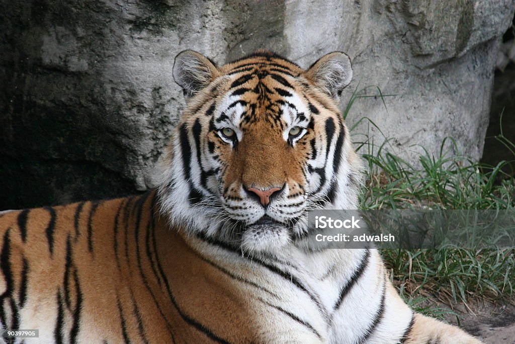 Tigre-da-Bengala relaxante - Foto de stock de Branco royalty-free