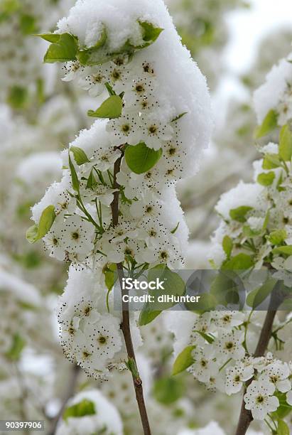 Winter Trifft Auf Frühling 2 Stockfoto und mehr Bilder von Baumblüte - Baumblüte, Farbbild, Fotografie