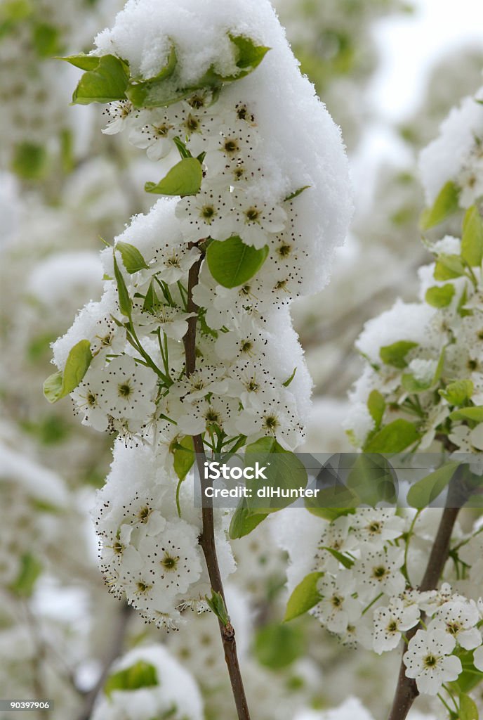 Зима и Весна 2 - Стоковые фото Буря роялти-фри