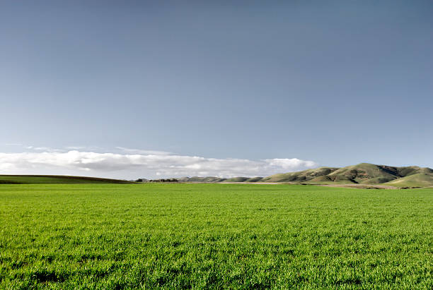 Erba verde & Blu cielo - foto stock