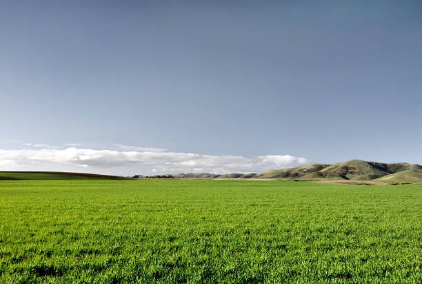Cтоковое фото Зеленая трава & голубого неба.