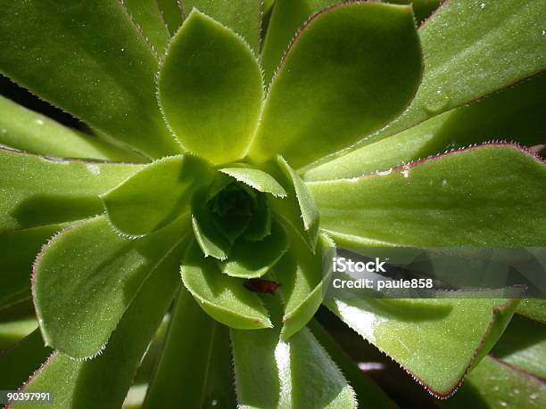 Verde Suculentos Foto de stock y más banco de imágenes de Agua - Agua, Cactus, Color - Tipo de imagen