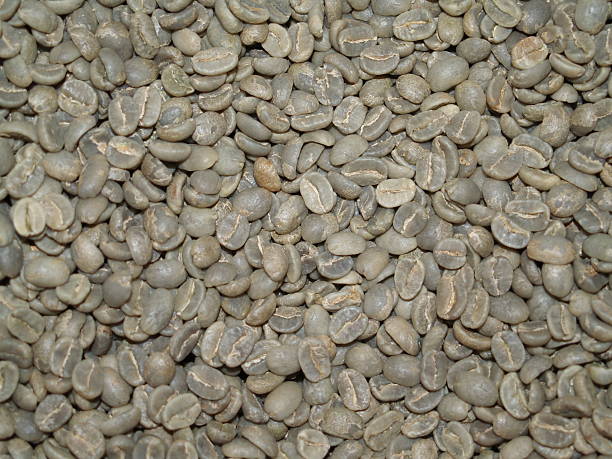 grains de café vert - medium group of animals photos et images de collection
