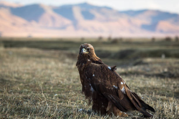 istock Golden eagle sits on land in the Mongolian steppe. 903980856