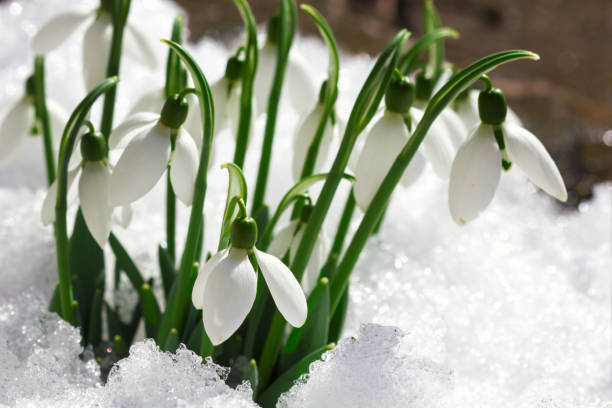 istock A bunch of snowdrops in the snow. 903981308