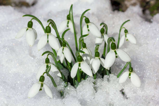istock A bunch of snowdrops in the snow. 903981310