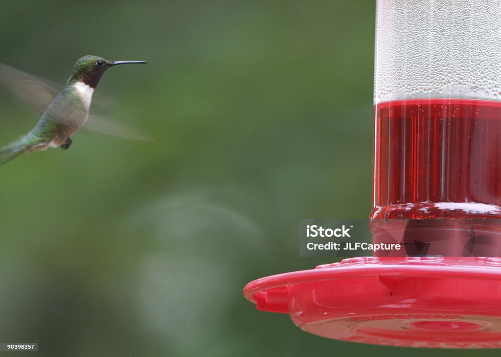 Hummingbird in Flight  Animal Stock Photo