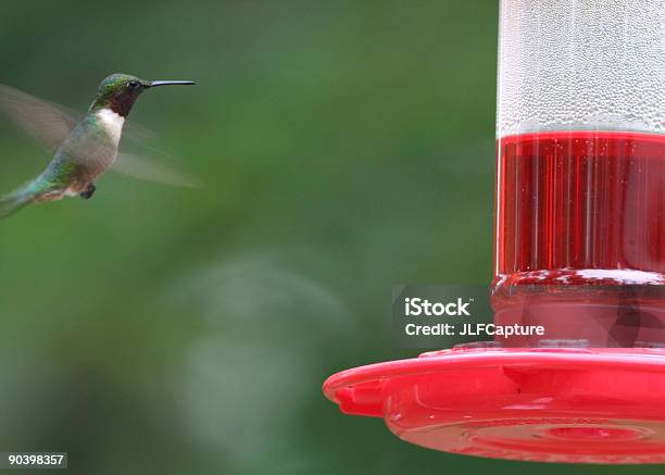 Hummingbird In Flight Stock Photo - Download Image Now - Animal, Bird, Bird Feeder