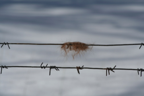 Red highland cows hair caught on barbed wire