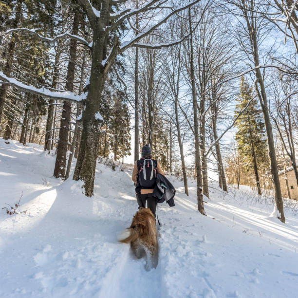 istock Hiker with dog trekking in snow-covered forest 903984560