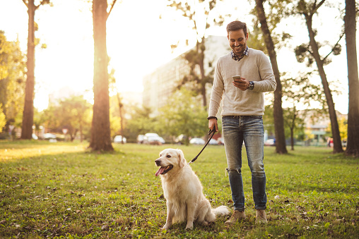 Handsome man walking his dog while texting outdoors.