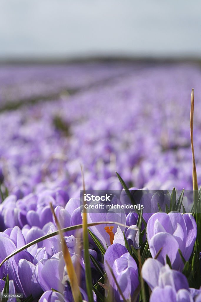 Roxo Crocuses - Foto de stock de Agricultura royalty-free