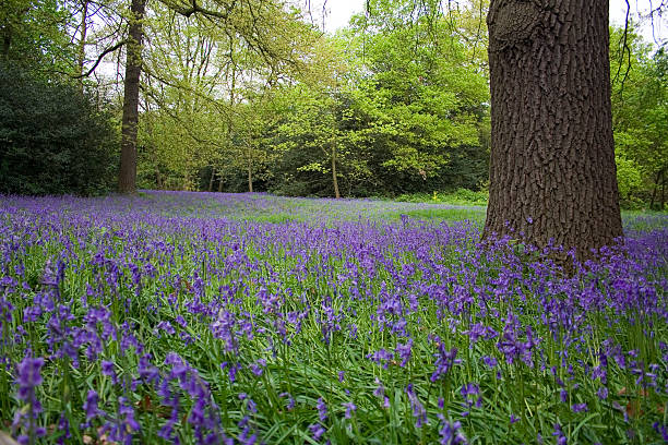 Bluebells  kew gardens spring stock pictures, royalty-free photos & images