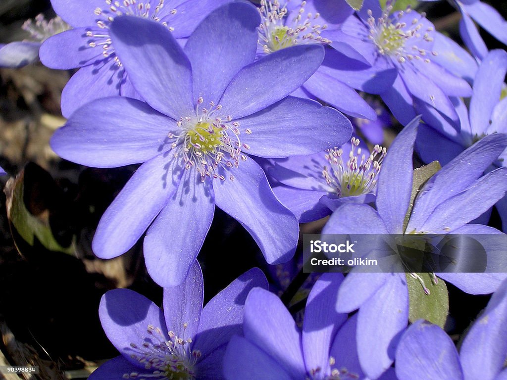 Fleurs de printemps - Photo de Arbre en fleurs libre de droits