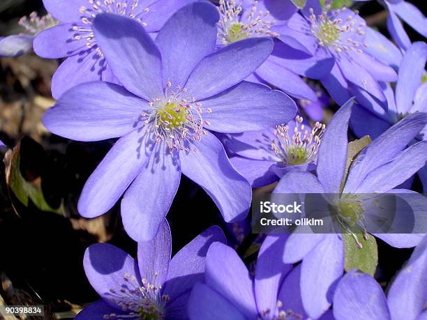 Photo libre de droit de Fleurs De Printemps banque d'images et plus d'images libres de droit de Arbre en fleurs - Arbre en fleurs, Bleu, Capitule