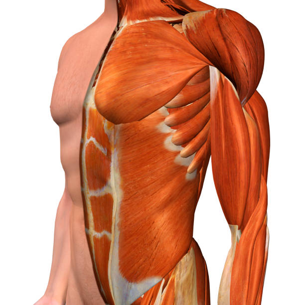 istock Male Chest Muscles on White 903989380
