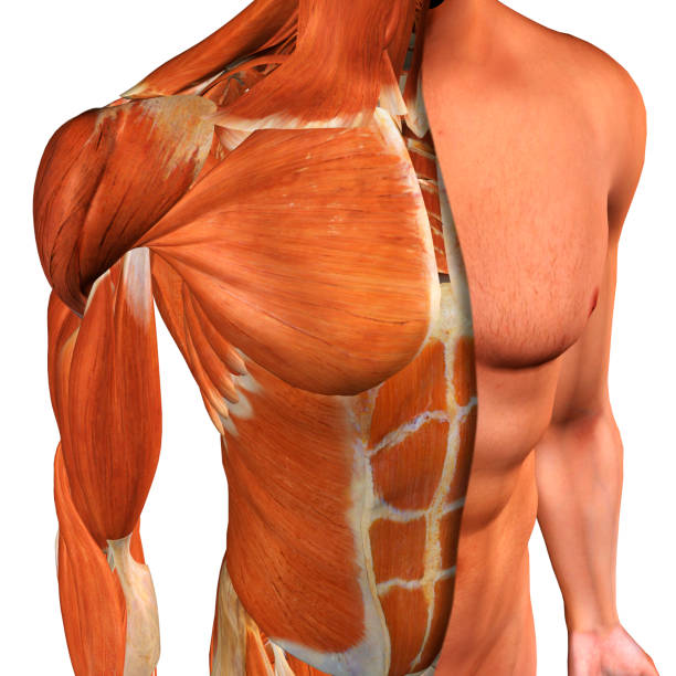 istock Male Chest Muscles Three Quarter Front View on White 903989390