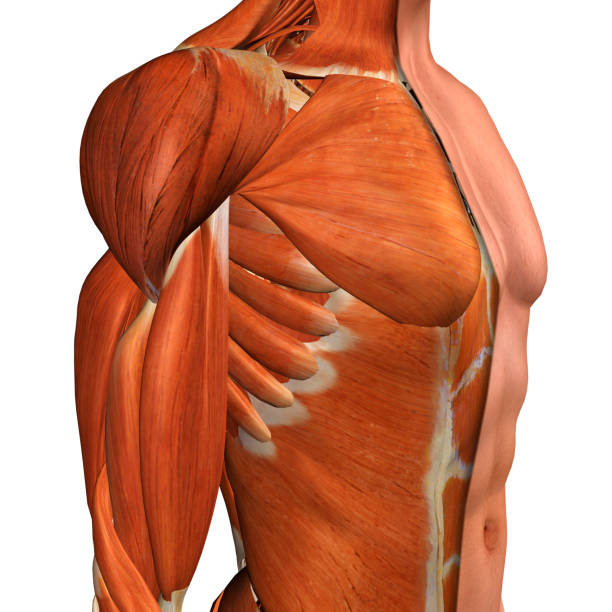 músculos del pecho masculino tres cuarto vista lateral en blanco - deltoid fotografías e imágenes de stock