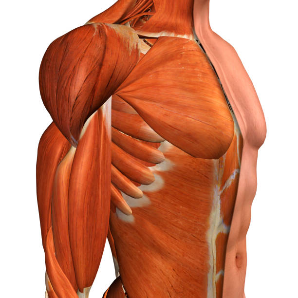 istock Male Chest Muscles Three Quarter Side View on White 903989414