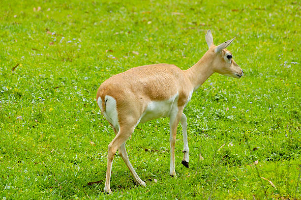 Solitary Blackbuck antelope stock photo
