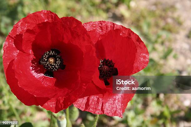 Foto de Red Poppies e mais fotos de stock de Abundância - Abundância, Calor, Campo