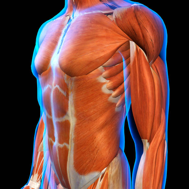 黒に青い x 線皮膚の下の男性の胸の筋肉 - 人体図 ストックフォトと画像