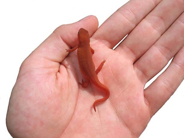 handy lizard stock photo