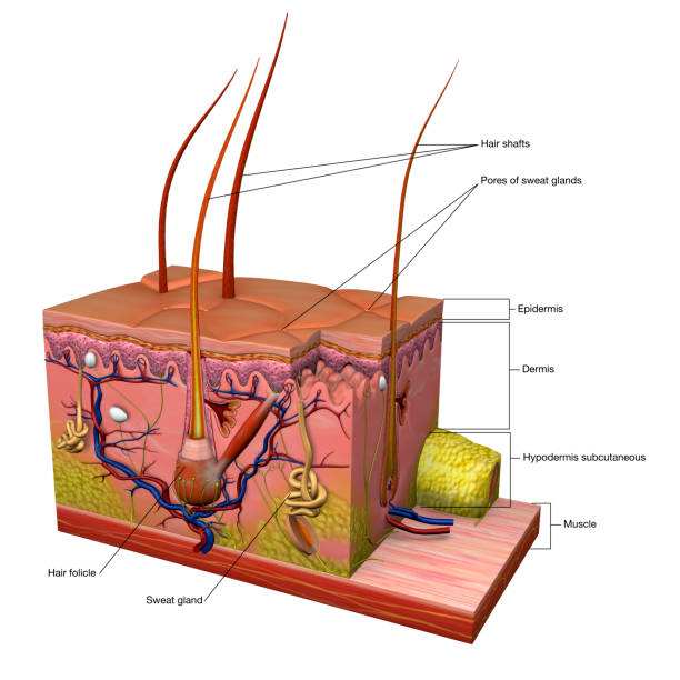 Skin Anatomy Cross Section with Labels on White