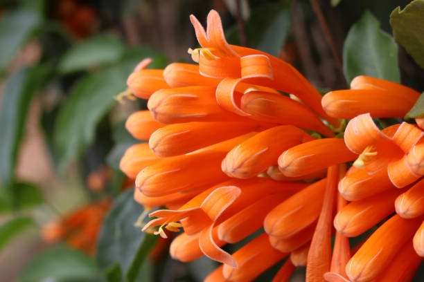istock Bright orange tropical flowers growing in a garden 903993024